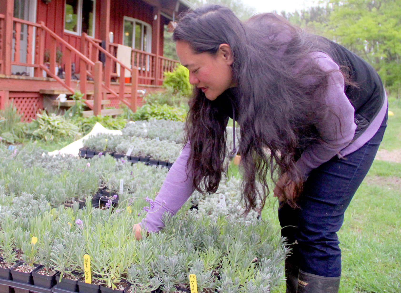 Lavender farming 1